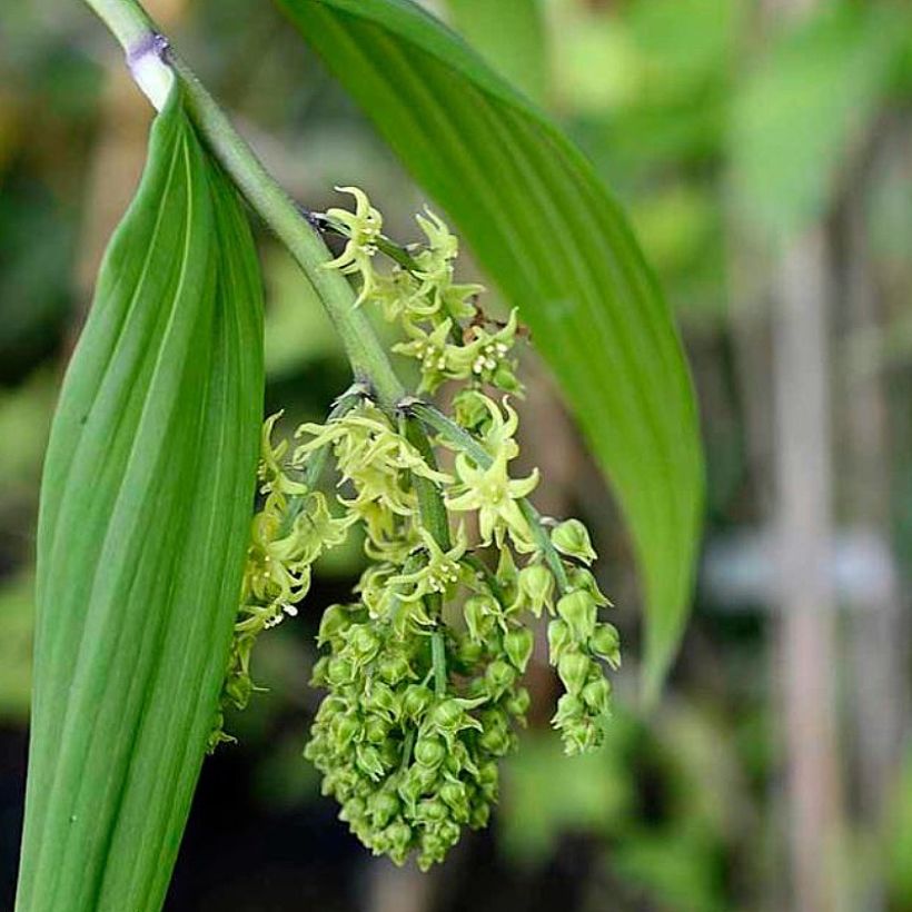 Oravanmarja - Maianthemum tatsienense (Kukinta)