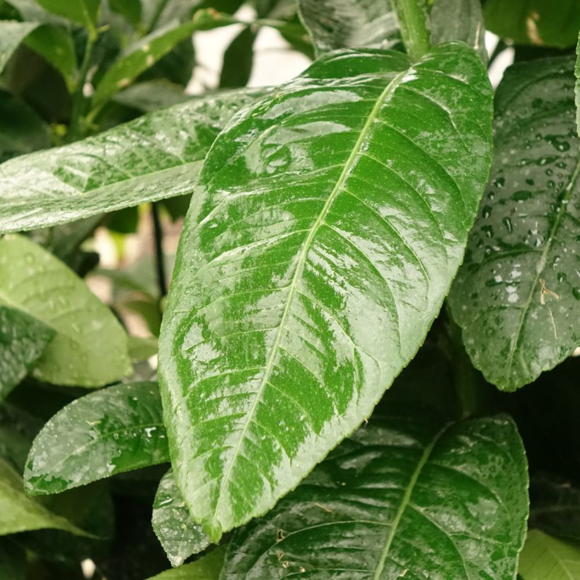 Sormisukaattisitruuna - Citrus medica var. sarcodactylis (Lehvistö)