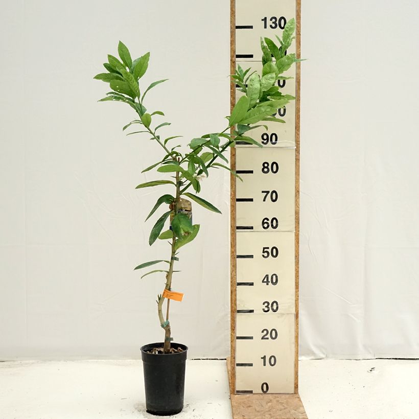Esimerkki kesällä toimitetusta Sormisukaattisitruuna - Citrus medica var. sarcodactylis 3 litran/4 litran ruukku, Mätäs-taimesta