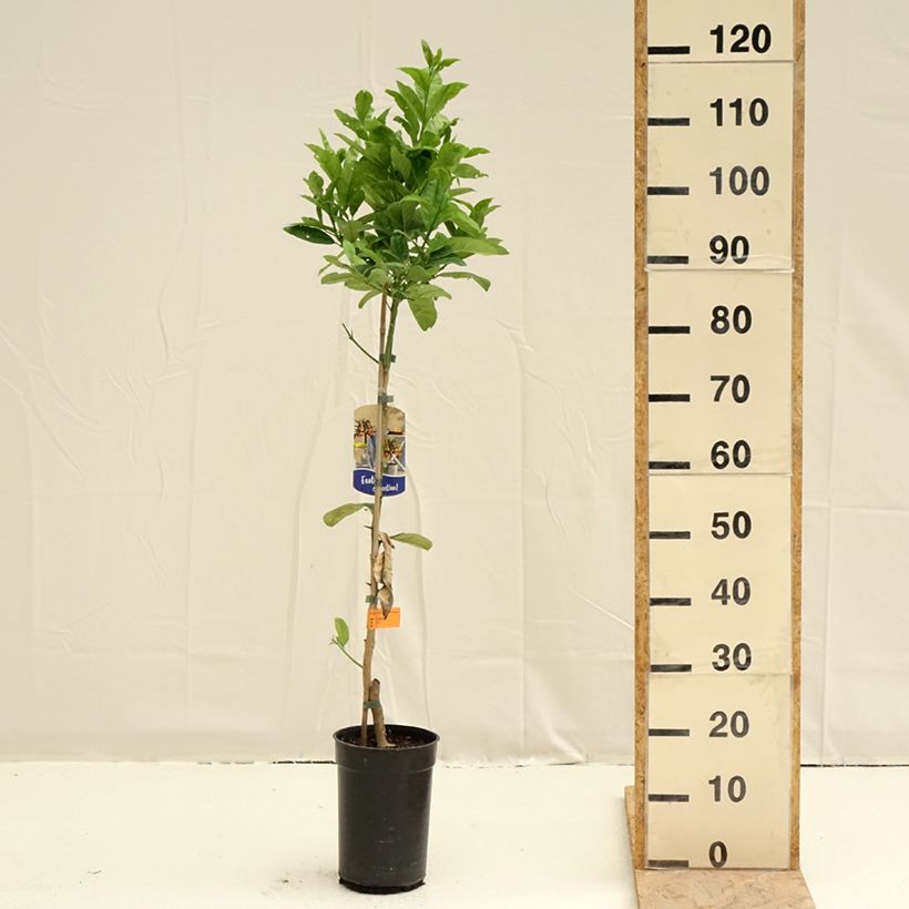 Esimerkki keväällä toimitetusta Sormisukaattisitruuna - Citrus medica var. sarcodactylis 3 litran/4 litran ruukku, Mätäs-taimesta