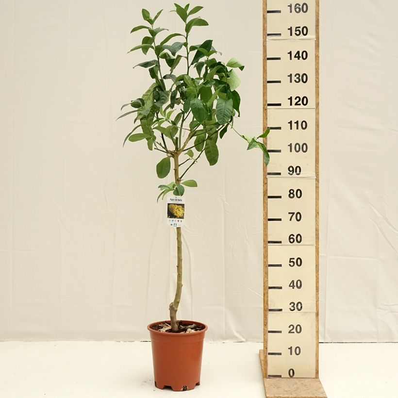 Esimerkki keväällä toimitetusta Sormisukaattisitruuna - Citrus medica var. sarcodactylis 7,5 litran / 10 litran ruukku, Puolikorkea runko-taimesta
