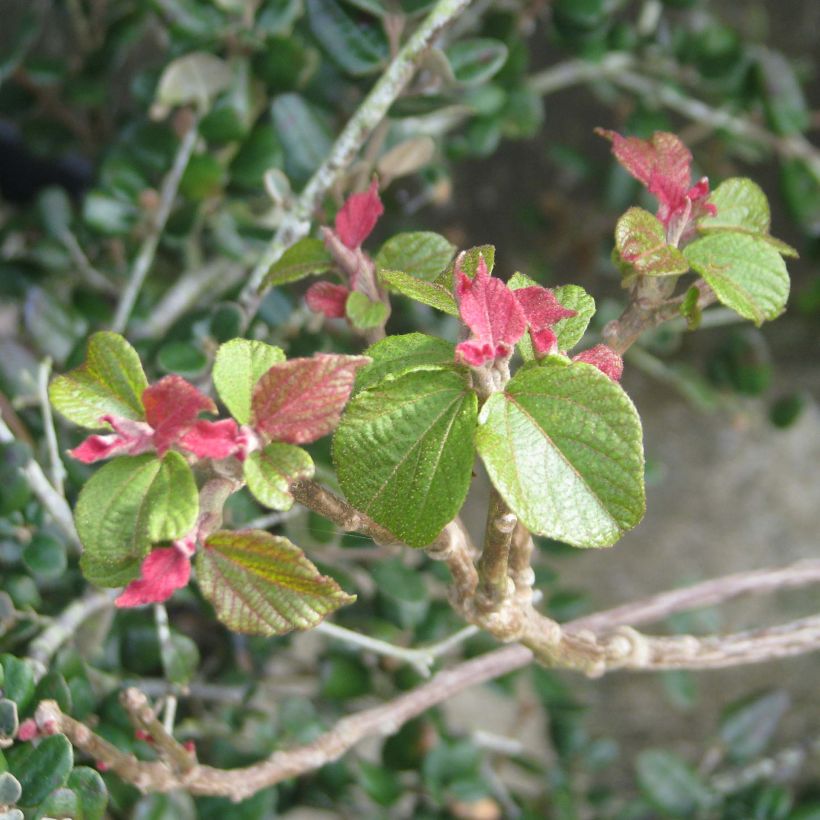 Mallotus japonicus (Lehvistö)