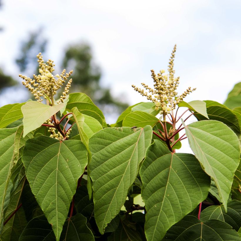 Mallotus japonicus (Kukinta)