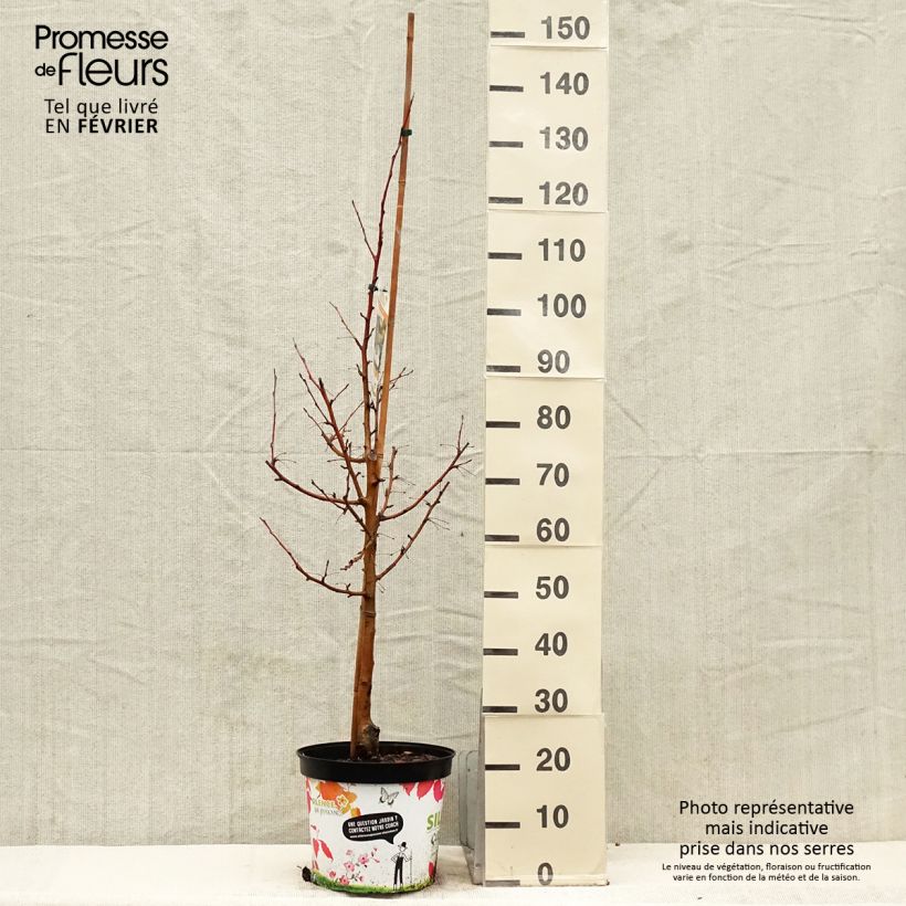 Esimerkki talvella toimitetusta Malus Comtesse De Paris - Pommier d'ornement Pot de 7,5L/10L, Fuseau, Quenouille-taimesta