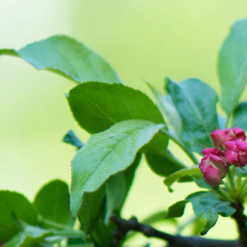 Helmiomenapuu - Malus toringo (Lehvistö)