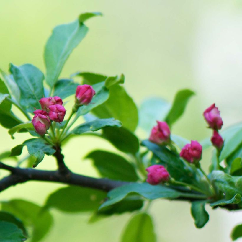 Helmiomenapuu - Malus toringo (Kukinta)
