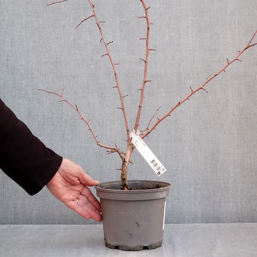 Esimerkki syksyllä toimitetusta Helmiomenapuu - Malus toringo Pot de 3L/4L-taimesta