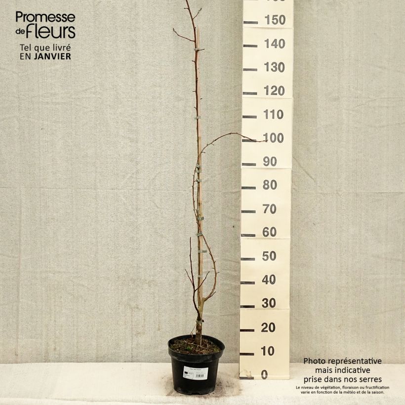 Esimerkki talvella toimitetusta Malus Yellow Siberian - Pommier d'ornement Pot de 12L/15L-taimesta