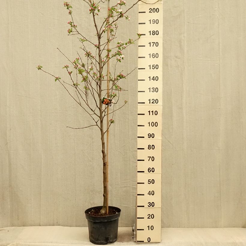 Esimerkki keväällä toimitetusta Venäjänomenapuu Yellow Siberian Pot de 12L/15L-taimesta