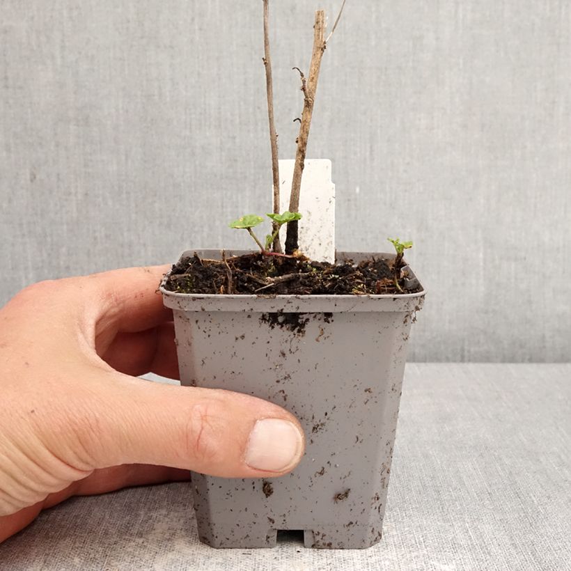 Esimerkki keväällä toimitetusta Kiiltomalva Zebrina Blue Godet de 8/9 cm-taimesta
