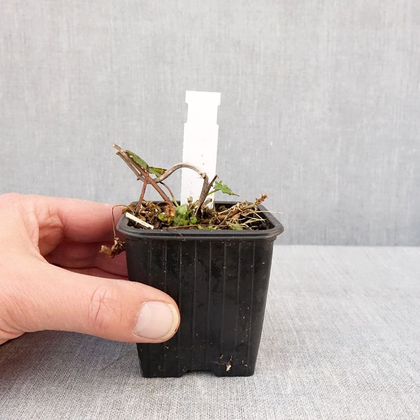 Esimerkki talvella toimitetusta Malvakkee - Malvastrum lateritium 8/9 cm taimiruukku-taimesta