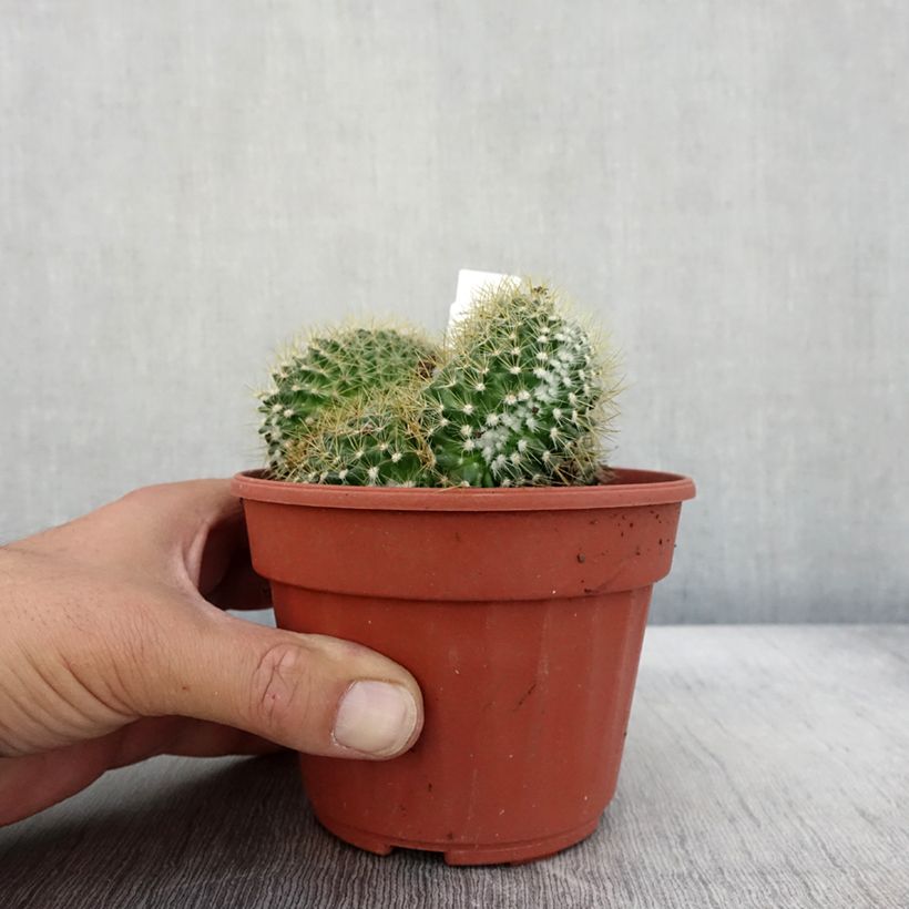 Esimerkki syksyllä toimitetusta Seppelsyyläkaktus Cristata 12 cm / 13 cm ruukku-taimesta