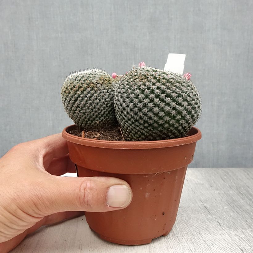 Esimerkki kesällä toimitetusta Syyläkaktus - Mammillaria perbella 12 cm / 13 cm ruukku-taimesta