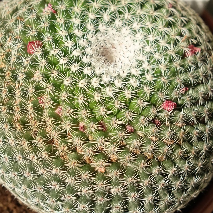 Syyläkaktus - Mammillaria perbella (Foliage)