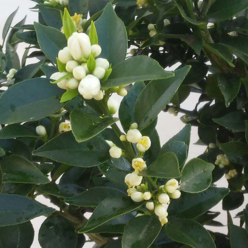 Pomeranssi - Citrus aurantium var. myrtifolia (Kukinta)