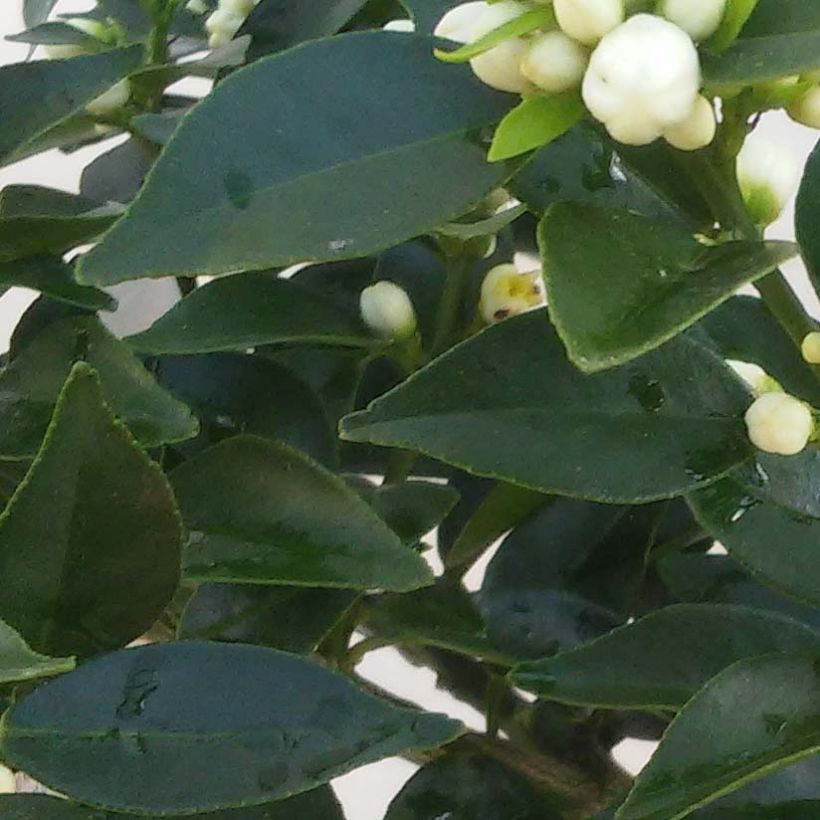 Pomeranssi - Citrus aurantium var. myrtifolia (Lehvistö)