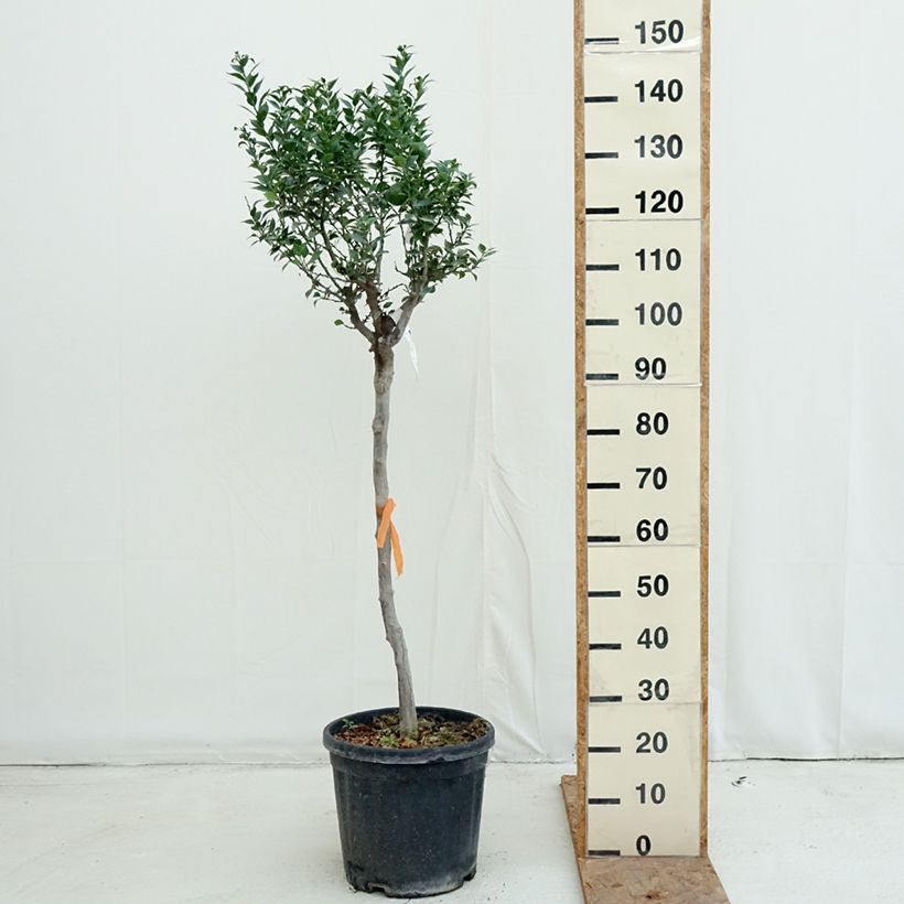 Esimerkki syksyllä toimitetusta Pomeranssi - Citrus aurantium var. myrtifolia 18 litran/20 litran ruukku, Puolikorkea runko-taimesta