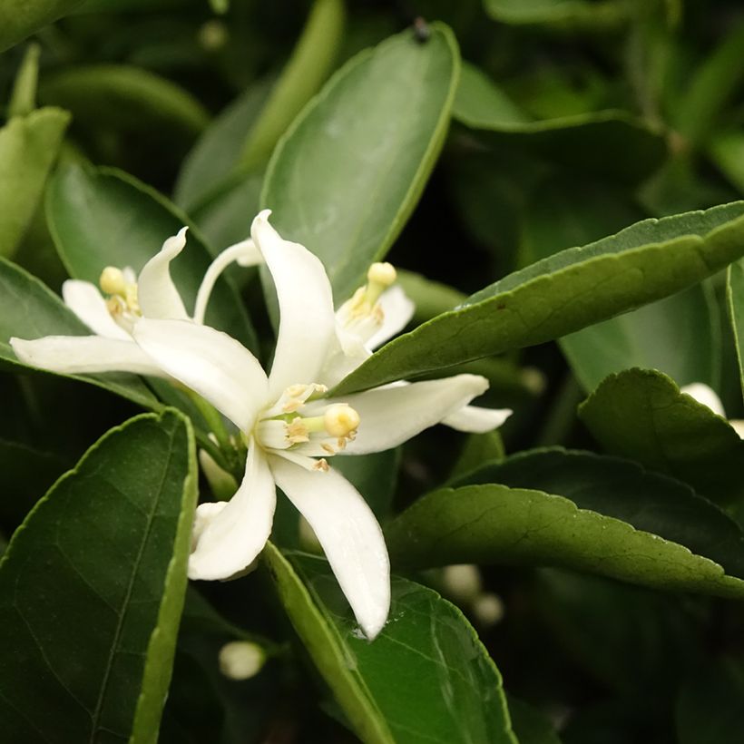 Satsuma - Citrus reticulata subsp. unshiu (Lehvistö)