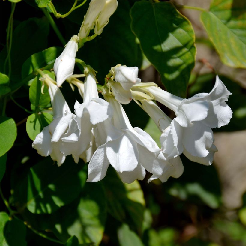 Tuoksumaljaköynnös - Mandevilla laxa (Kukinta)
