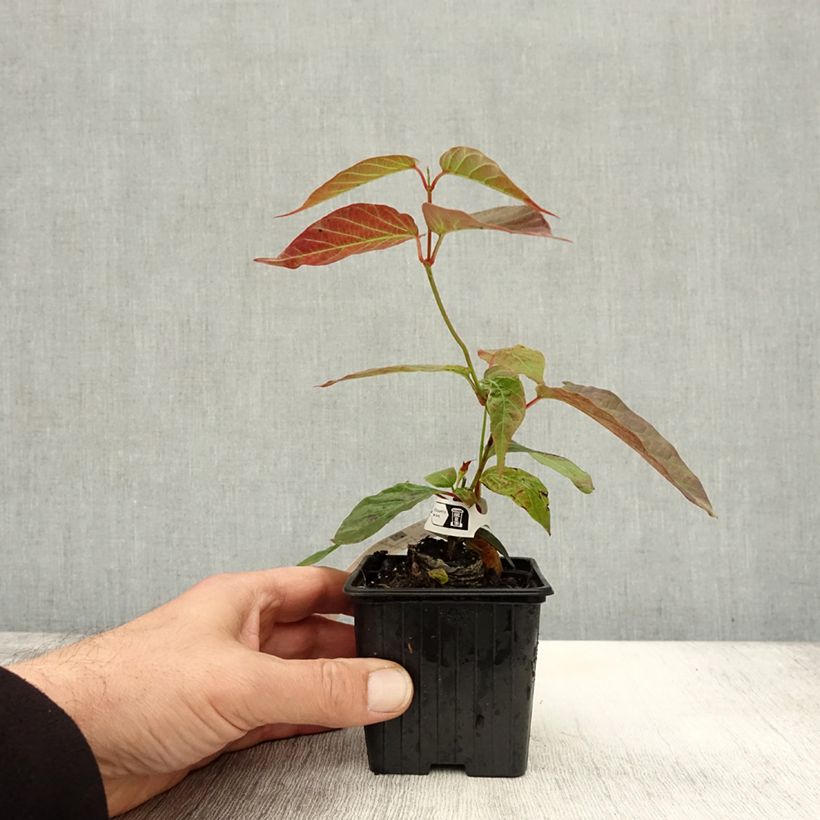 Esimerkki syksyllä toimitetusta Tuoksumaljaköynnös - Mandevilla laxa 8/9 cm taimiruukku-taimesta