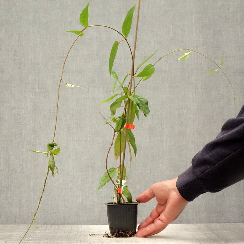 Esimerkki kesällä toimitetusta Tuoksumaljaköynnös - Mandevilla laxa Godet de 8/9 cm-taimesta