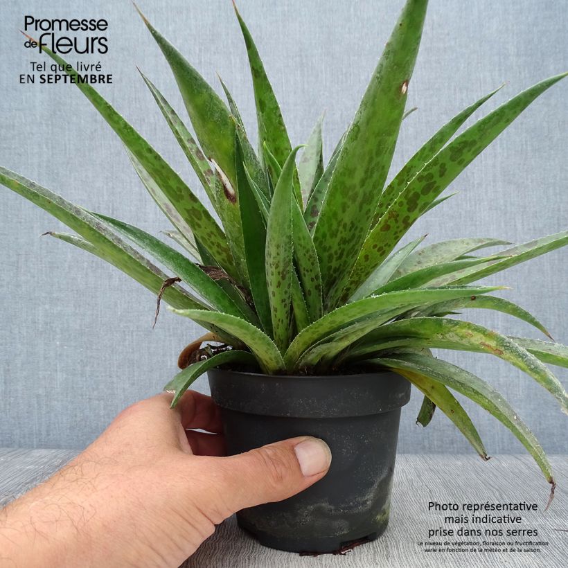 Esimerkki syksyllä toimitetusta Mangave Mangavé Pineapple Express 1 litran / 1,5 litran ruukku-taimesta