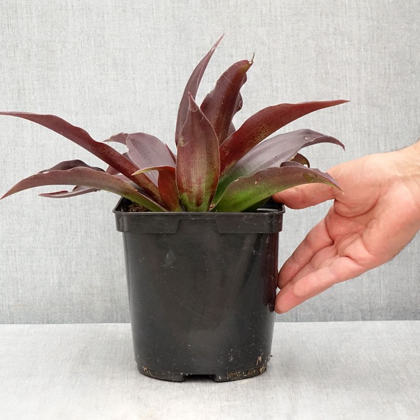 Esimerkki kesällä toimitetusta Agaave Purple passion Ruukku 3L / 4L-taimesta