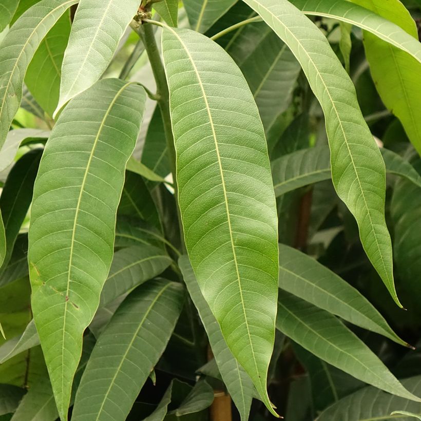 Mangopuu - Mangifera indica (Lehvistö)