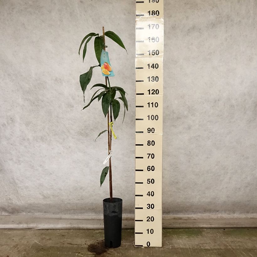 Esimerkki syksyllä toimitetusta Mangopuu - Mangifera indica 6 litran/7 litran ruukku-taimesta