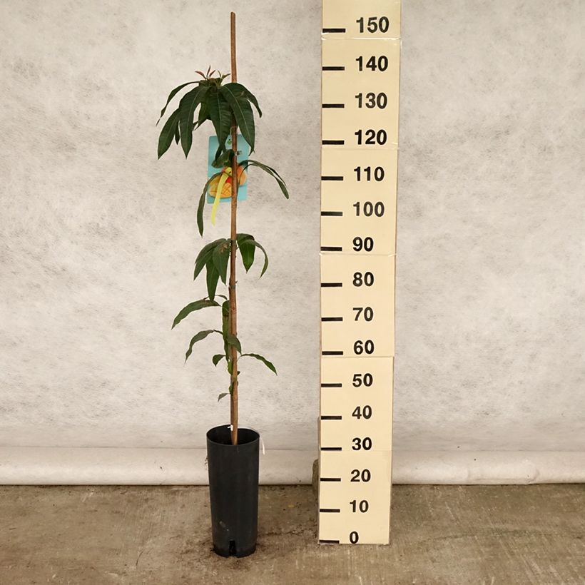 Esimerkki kesällä toimitetusta Mangopuu - Mangifera indica 6 litran/7 litran ruukku-taimesta