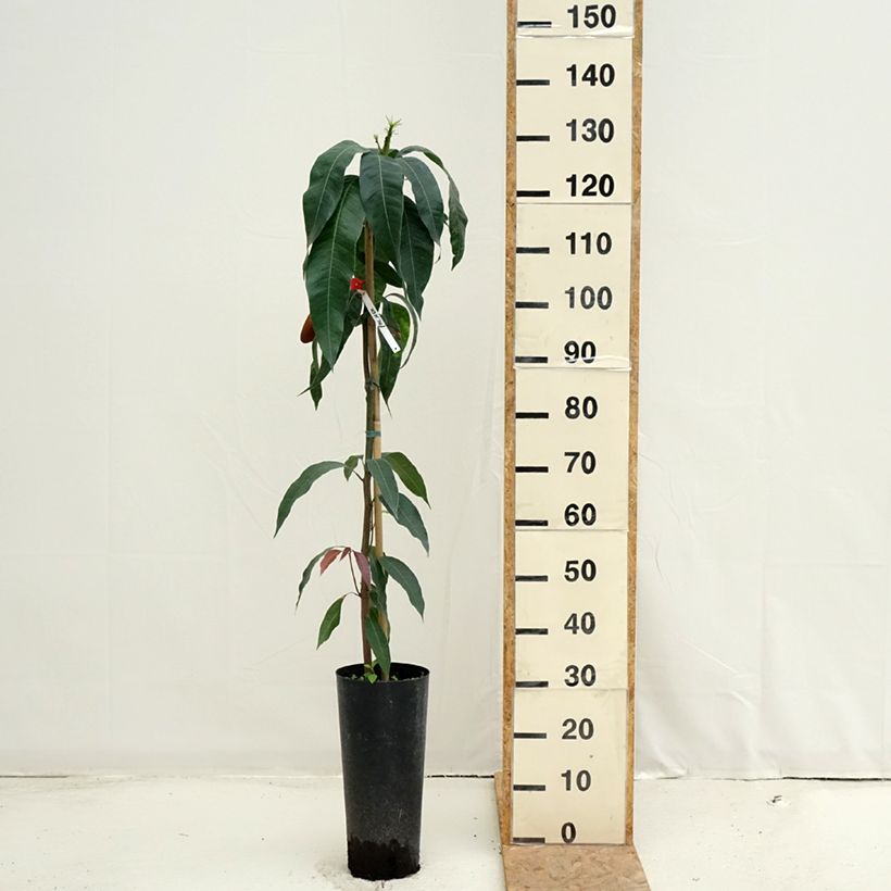 Esimerkki kesällä toimitetusta Mangopuu Palmer 6 litran/7 litran ruukku-taimesta