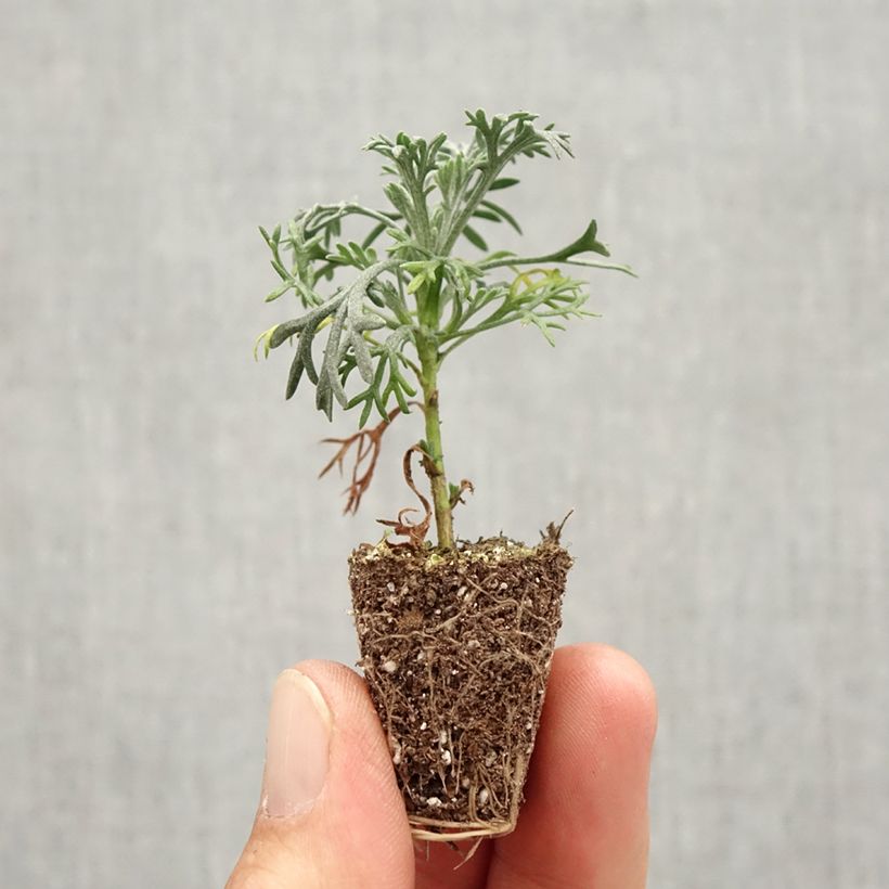 Esimerkki syksyllä toimitetusta Rhodanthemum hosmariense Flirt Minipaakku Ø 3/4 cm-taimesta