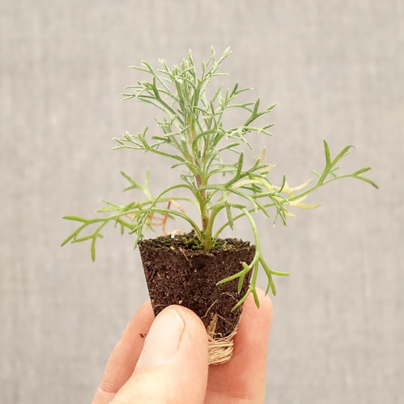 Esimerkki keväällä toimitetusta Rhodanthemum hosmariense Flirt Mini-motte Ø 3/4 cm-taimesta