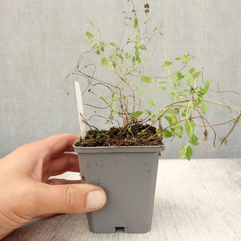 Esimerkki syksyllä toimitetusta Maustemeirami Pizza - Origanum majorana 8/9 cm taimiruukku-taimesta
