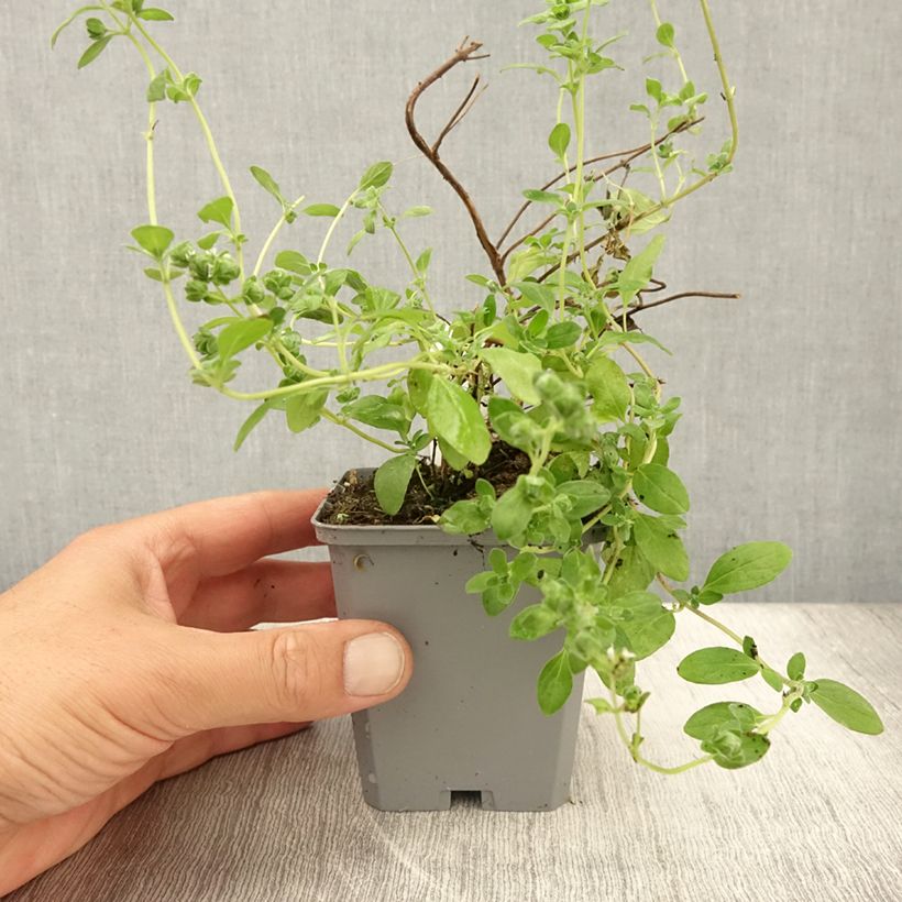 Esimerkki kesällä toimitetusta Maustemeirami Pizza - Origanum majorana 8/9 cm taimiruukku-taimesta