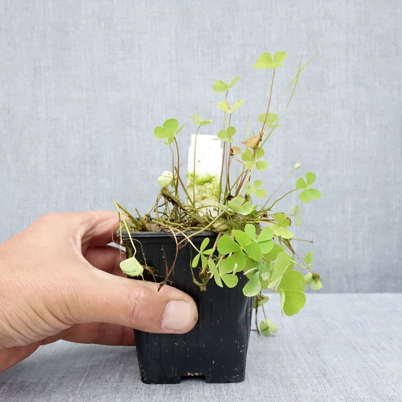 Esimerkki kesällä toimitetusta Apilasaniainen - Marsilea quadrifolia Taimiruukku 8/9 cm-taimesta