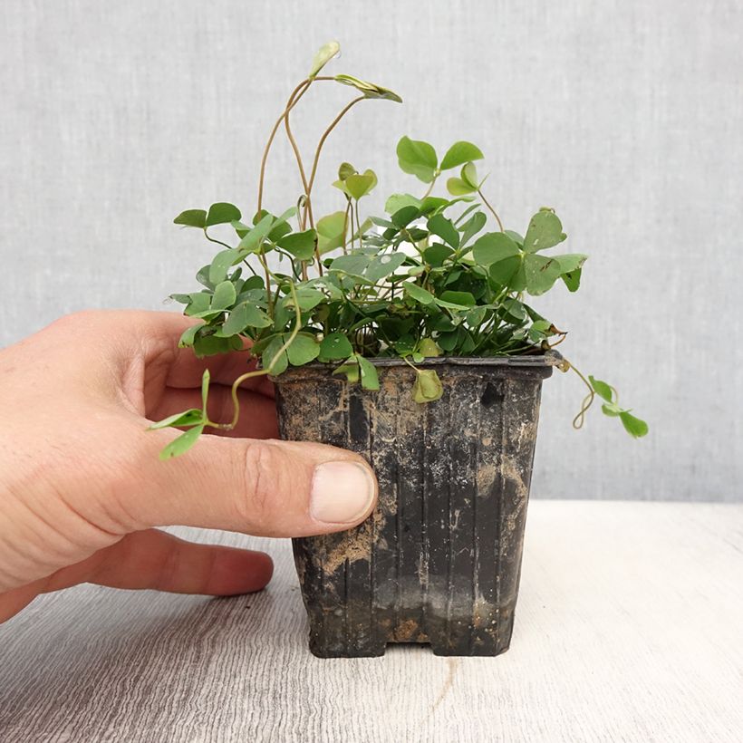 Esimerkki keväällä toimitetusta Marsilea quadrifolia - Marsilée à quatre feuilles Godet de 8/9 cm-taimesta