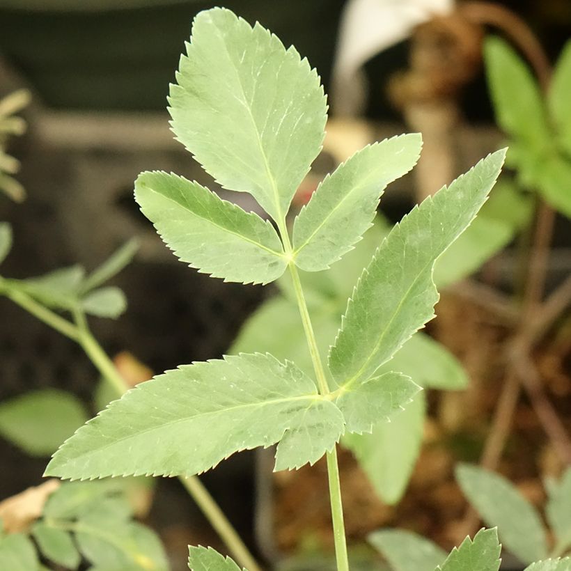 Mathiasella bupleuroides Green Dream (Lehvistö)