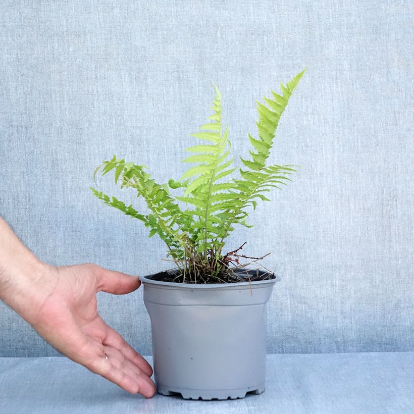 Esimerkki kesällä toimitetusta Kotkansiipi - Matteuccia struthiopteris Pot de 2L/3L-taimesta
