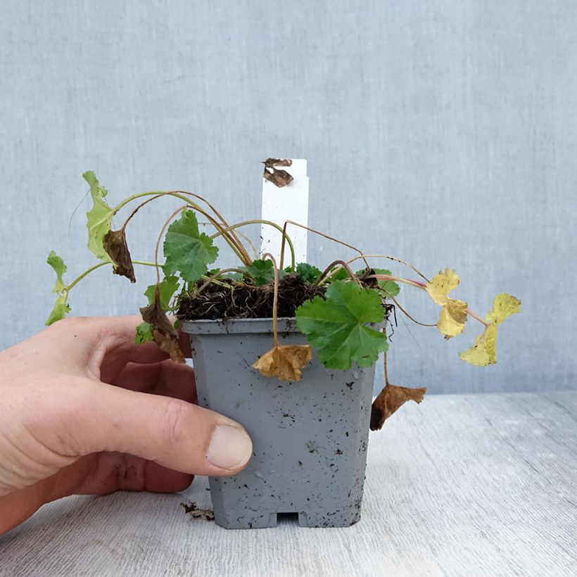 Esimerkki syksyllä toimitetusta Myskimalva Alba 7/8 cm taimiruukku-taimesta