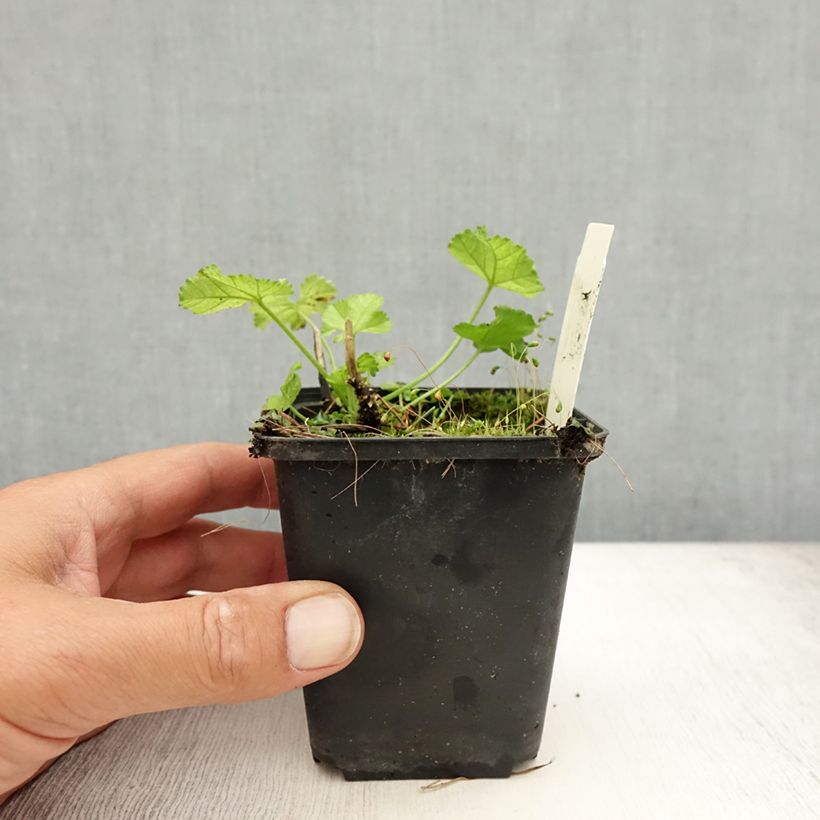 Esimerkki kesällä toimitetusta Myskimalva Alba Taimiruukku 7/8 cm-taimesta