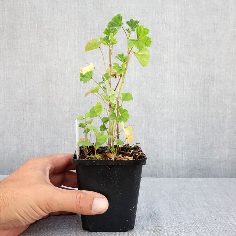 Esimerkki kesällä toimitetusta Kiiltomalva - Malva sylvestris Taimiruukku 7/8 cm-taimesta