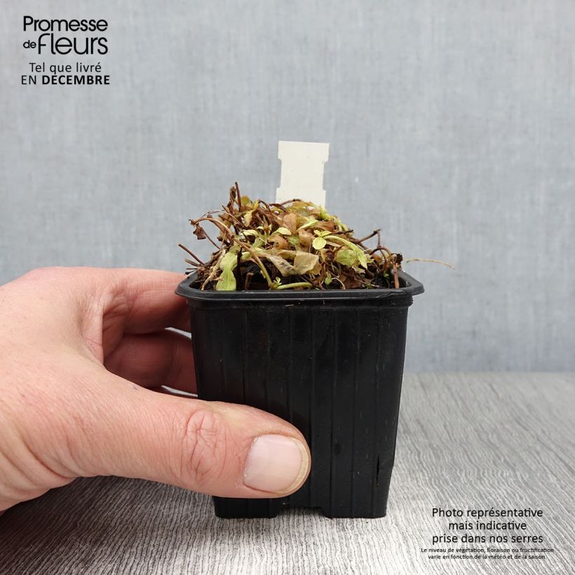 Esimerkki syksyllä toimitetusta Mazus reptans Albus 8/9 cm taimiruukku-taimesta