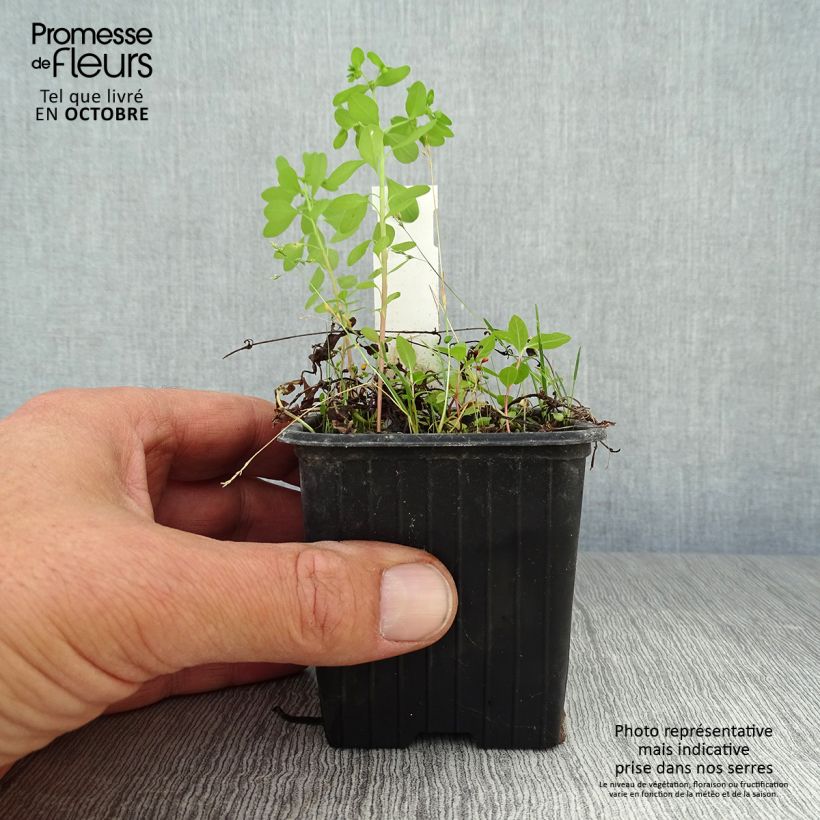 Esimerkki syksyllä toimitetusta Mazus reptans 8/9 cm taimiruukku-taimesta
