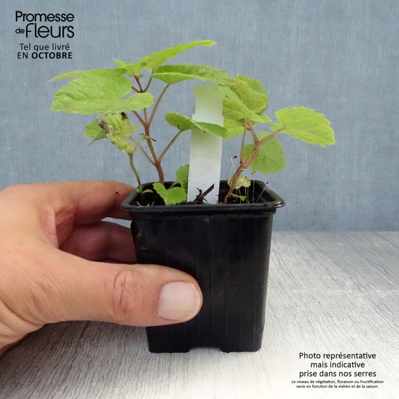 Esimerkki syksyllä toimitetusta Meehania urticifolia Japan Blau 8/9 cm taimiruukku-taimesta