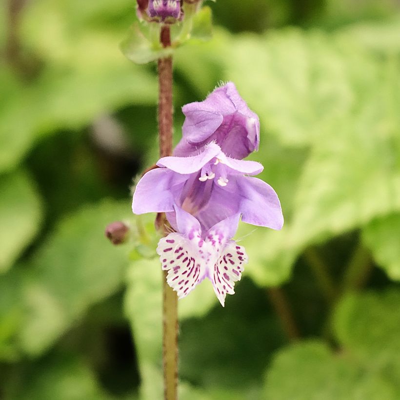 Meehania urticifolia Japan Blau (Kukinta)