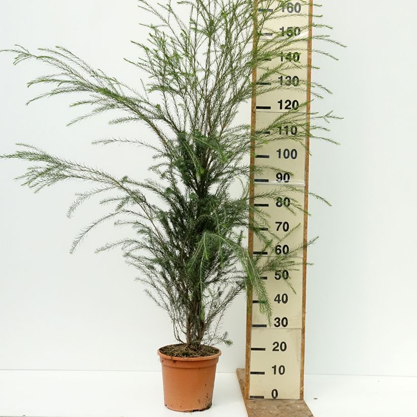 Esimerkki kesällä toimitetusta Teepuu - Melaleuca alternifolia 7,5 litran / 10 litran ruukku-taimesta