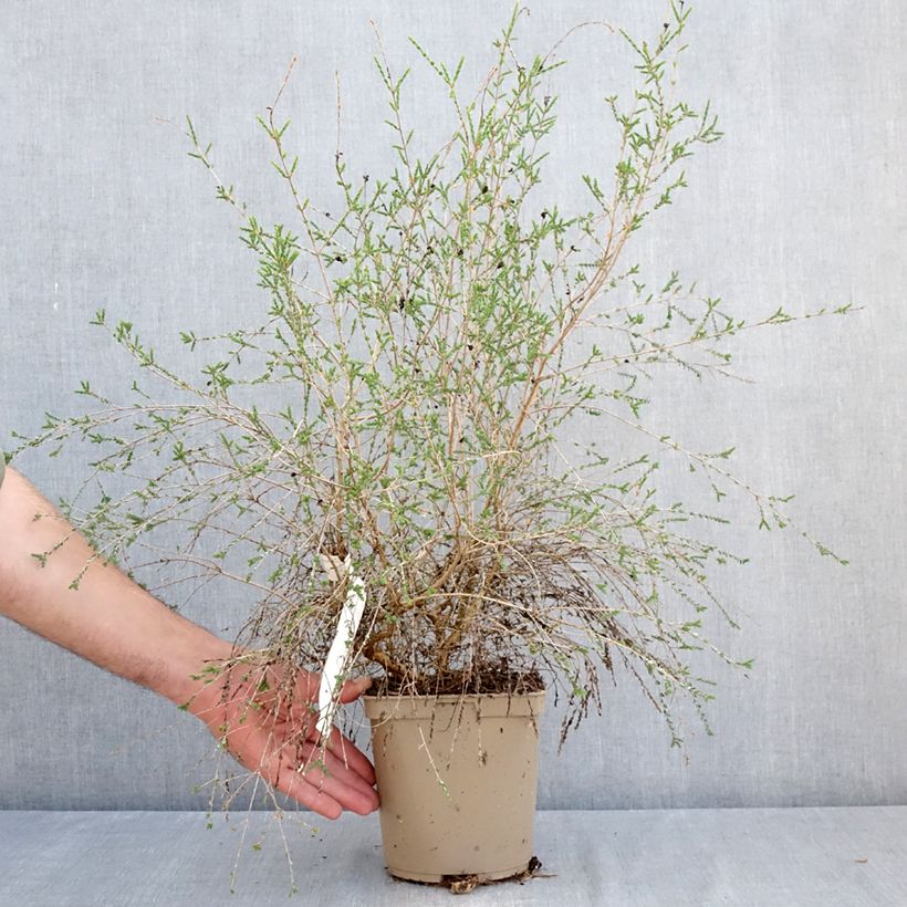 Esimerkki kesällä toimitetusta Kaarnamyrti - Melaleuca gibbosa Pot de 2L/3L-taimesta