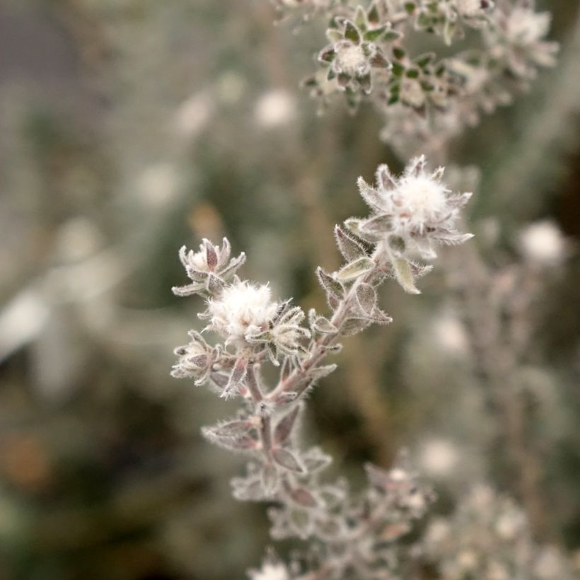 Kaarnamyrti - Melaleuca squamea (Kukinta)