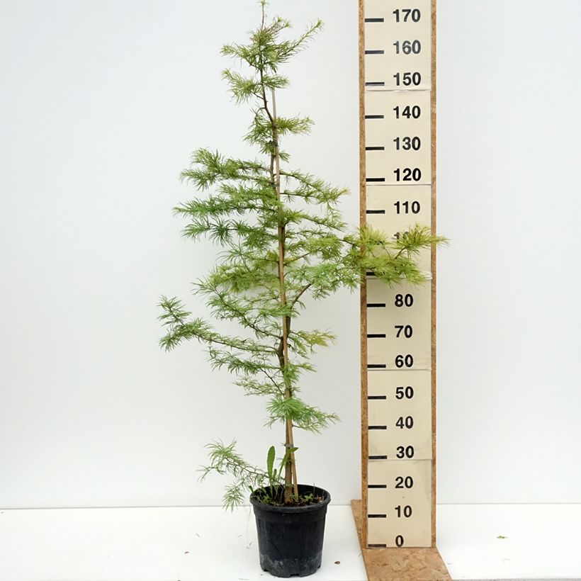 Esimerkki kesällä toimitetusta Kultalehtikuusi - Pseudolarix amabilis 7,5 litran / 10 litran ruukku-taimesta